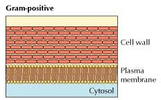 Gram Positive Bacteria Gram Positive Bacteria