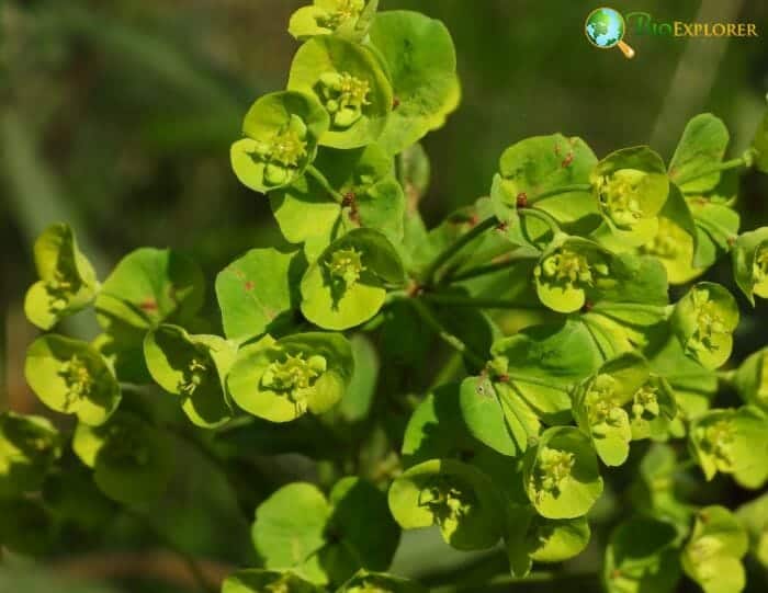 Euphorbias in flower » Plants, Plant communities »Holden Forests