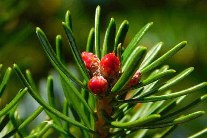 Gymnosperm plants Gymnosperm plants
