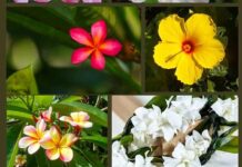 Top 26 Best Hawaiian Flowers Hawaiian Flowers