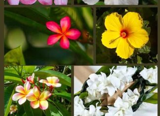 Top 26 Best Hawaiian Flowers Hawaiian Flowers
