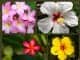 Top 26 Best Hawaiian Flowers Hawaiian Flowers