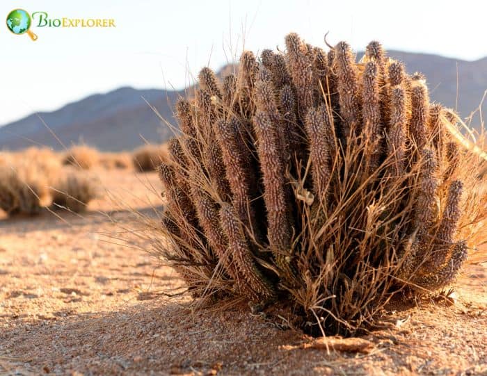 Hoodia Gordonii