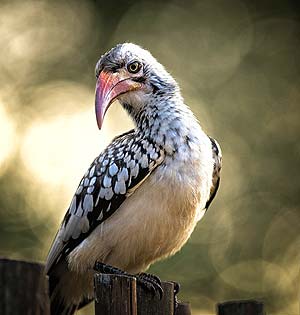 Hornbill