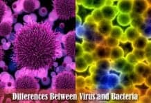 how are virus different from bacteria?