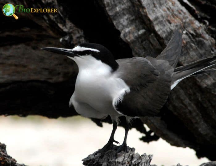 how big is a sooty tern?? how big is a sooty tern??