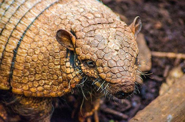 How do armadillos hunt? How do armadillos hunt?