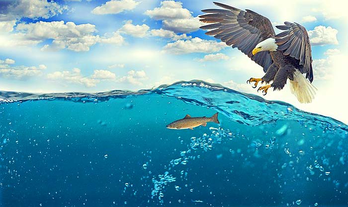 How Do Eagles Hunt? How Do Eagles Hunt?