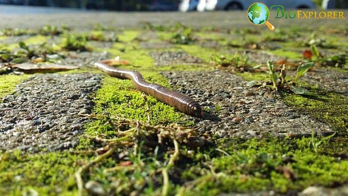 How Do Earthworms Hunt How Do Earthworms Hunt