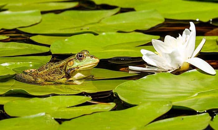how do frogs hunt? how do frogs hunt?