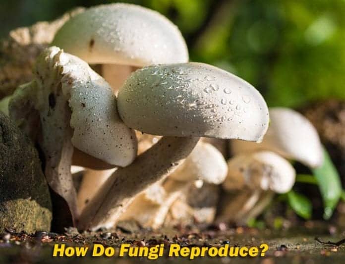 How Do Fungi Reproduce? How Do Fungi Reproduce?