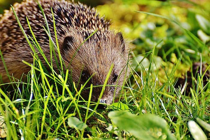 How Do Hedgehogs Hunt? How Do Hedgehogs Hunt?