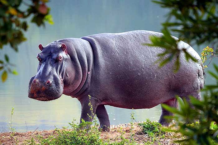 How do hippos hunt? How do hippos hunt?