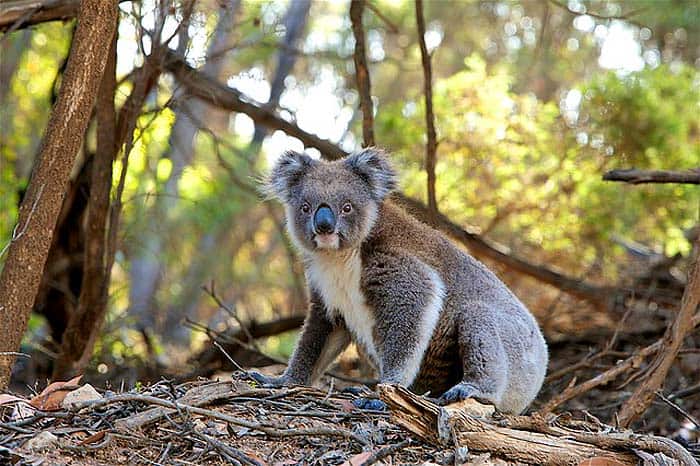 How Do Koalas Hunt? How Do Koalas Hunt?