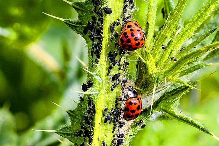 How Do Ladybugs Hunt? How Do Ladybugs Hunt?