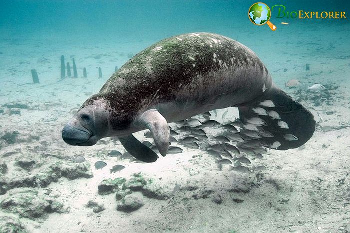 How Do Manatees Hunt? How Do Manatees Hunt?