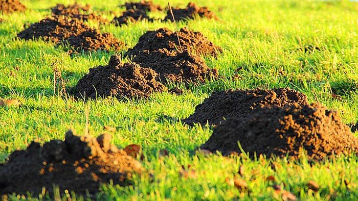 how do moles hunt? how do moles hunt?
