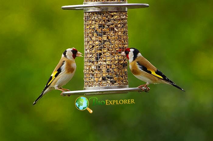 How Do Nesting Goldfinches Get Their Food Nutrients? How Do Nesting Goldfinches Get Their Food Nutrients?