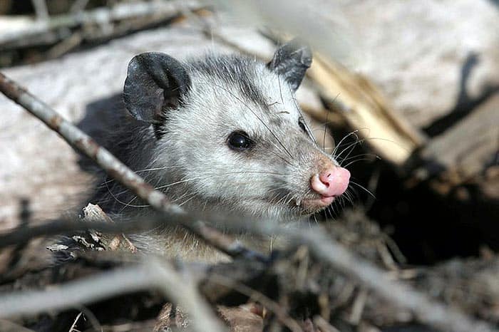 How do Opossums hunt?