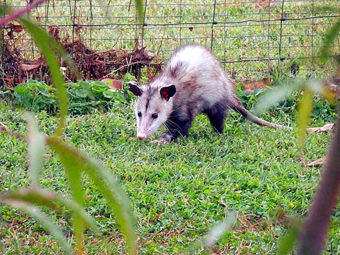 How Do Possums Hunt? How Do Possums Hunt?