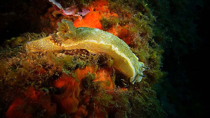 How do slugs hunt? How do slugs hunt?