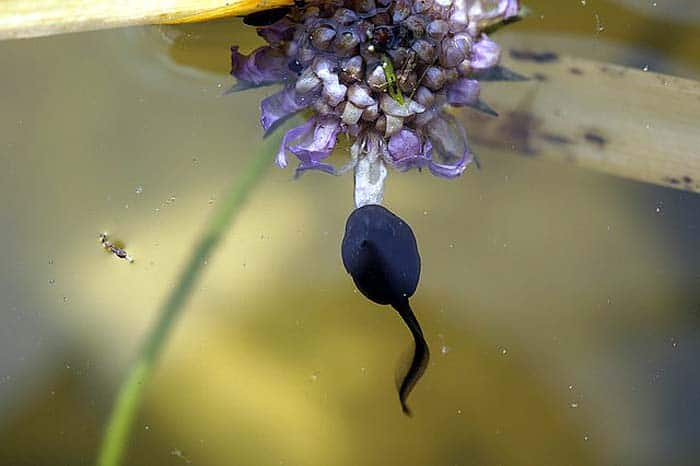How do tadpoles hunt? How do tadpoles hunt?