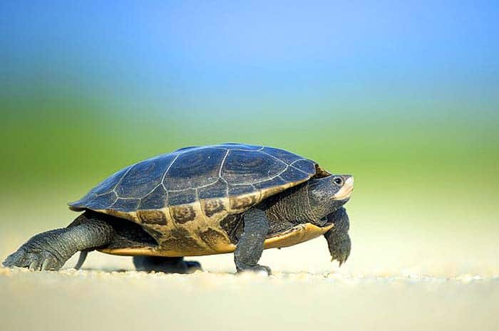 How do turtles hunt? How do turtles hunt?
