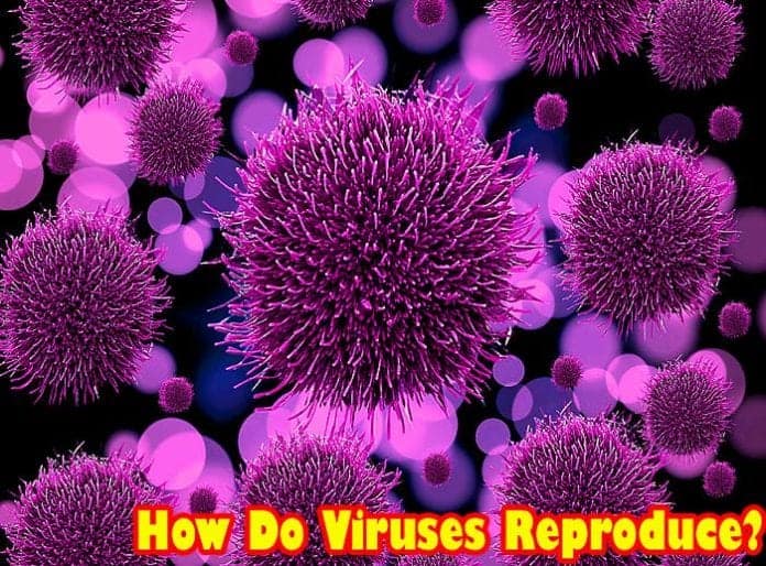 how do viruses reproduce?