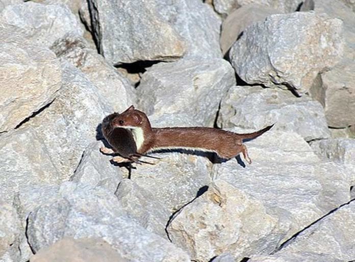 What do weasels eat weasels diet by types what eats weasels
