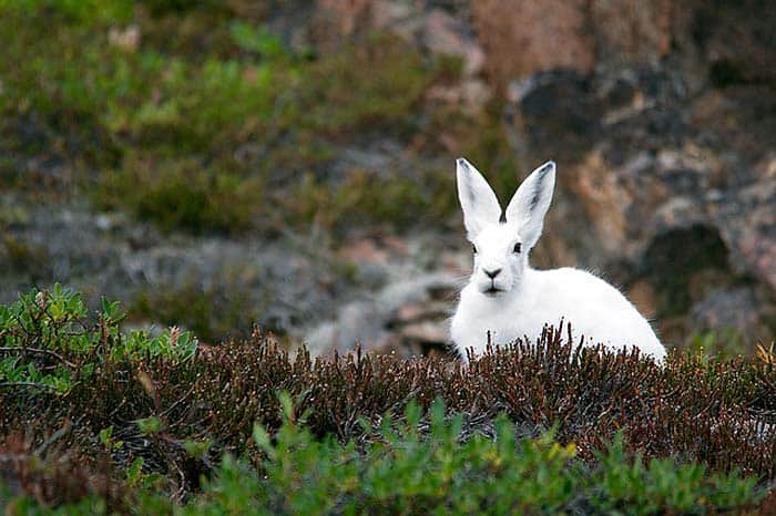 how do wild rabbits hunt? how do wild rabbits hunt?