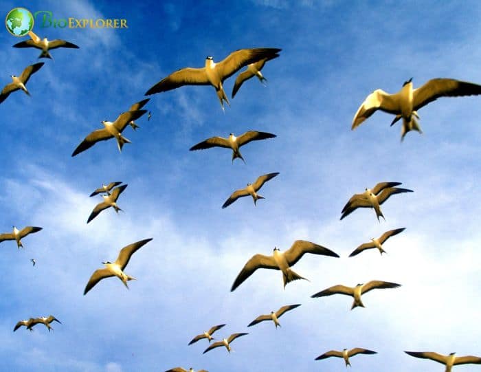 how long can a sooty tern fly without landing? how long can a sooty tern fly without landing?