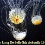 how long do jellyfish live?