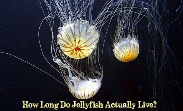 how long do jellyfish live? how long do jellyfish live?