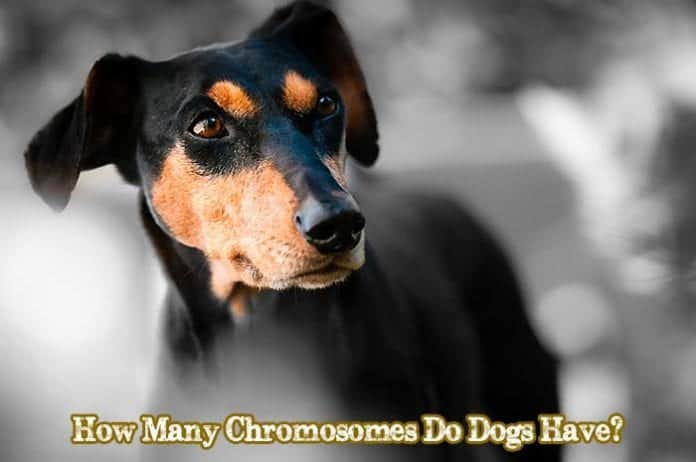 do all dogs have the same number of chromosomes