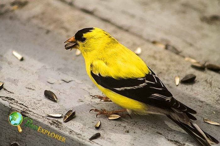 How Much Do Goldfinches Eat? How Much Do Goldfinches Eat?