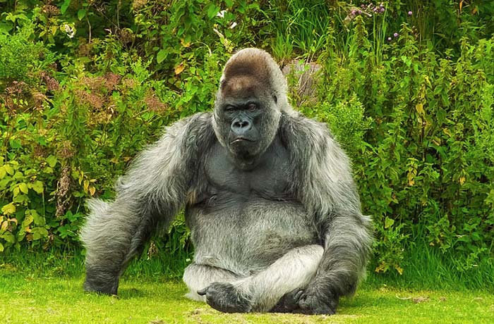 how much do gorilla eat? how much do gorilla eat?