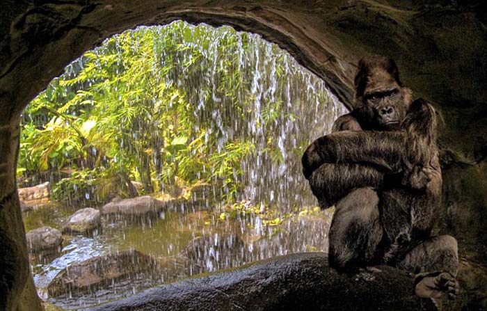 how much water gorilla drink? how much water gorilla drink?