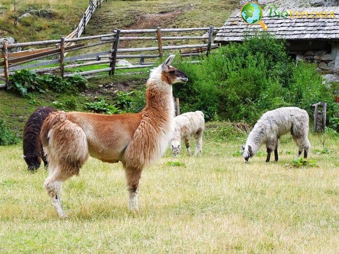 How Often Do Alpacas Eat? How Often Do Alpacas Eat?