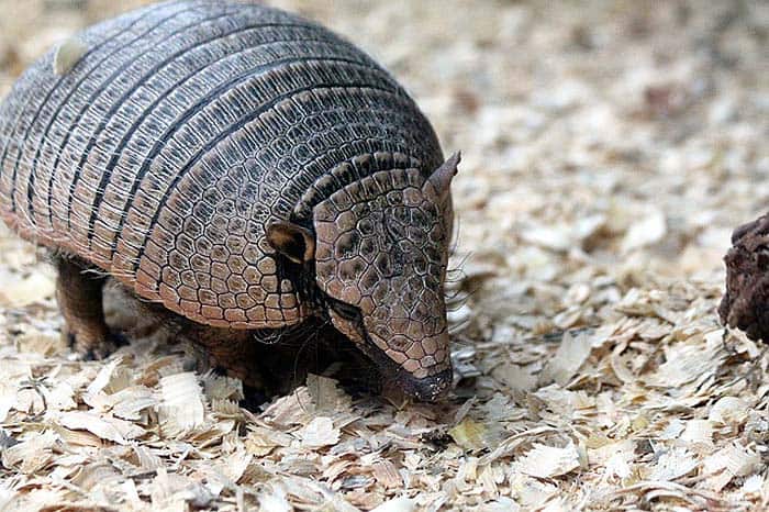 How often do armadillos eat? How often do armadillos eat?