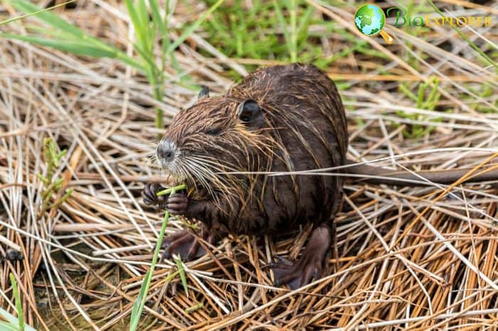 how often do beavers eat? how often do beavers eat?