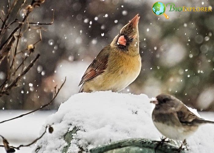How Often Do Cardinals Eat? How Often Do Cardinals Eat?