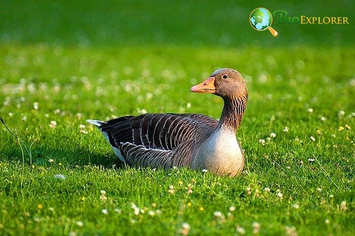How Often Do Ducks Eat? How Often Do Ducks Eat?