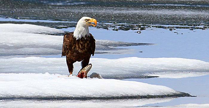 How Often Do Eagles Eat? How Often Do Eagles Eat?
