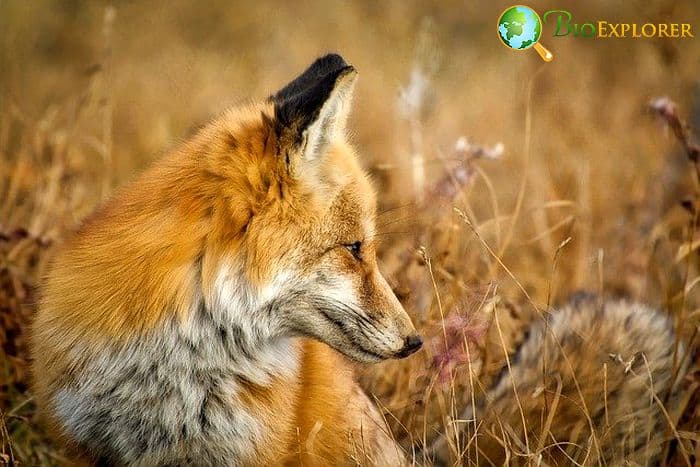 How Often Do Foxes Eat? How Often Do Foxes Eat?