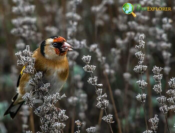 How Often Do Goldfinches Eat? How Often Do Goldfinches Eat?