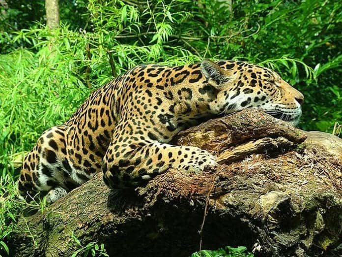 What Do Jaguars Eat? Jaguars Diet By Types Biology Explorer