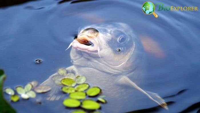 How Often Do Koi Fish Eat? How Often Do Koi Fish Eat?