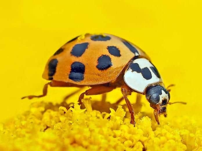 What Do Ladybugs Eat? Types of Ladybugs & Their Diets BioExplorer