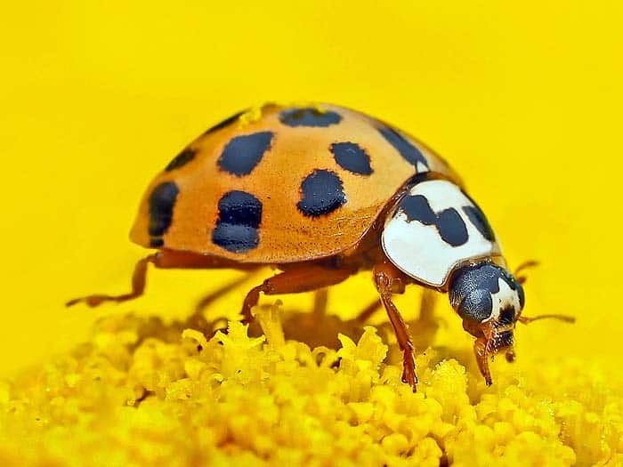 How Often Do Ladybugs Eat?