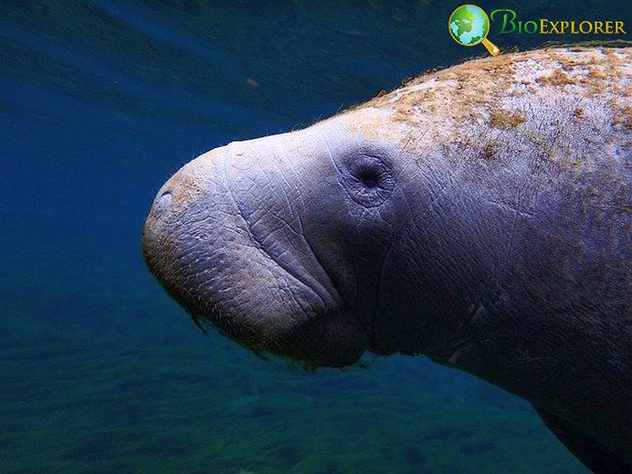 How Often Do Manatees Eat? How Often Do Manatees Eat?